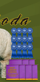 Salt Creek Alpacas - Ribbon winning herdsire Takoda